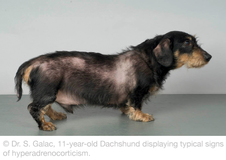 Dachshund dog with common cushing disease symptoms