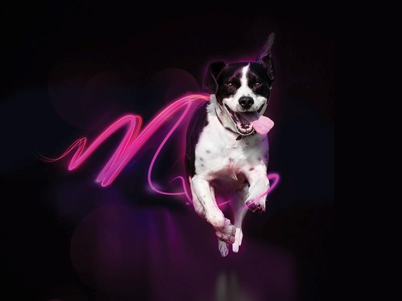 Canine Hypoadrenocorticism